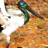 Ruthless Jabiru logo